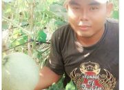 Begini Cerita Sukses Petani Melon di Kota Santri