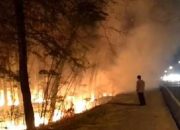 Asap Mengepul di Jalur Pantura, Akibat Hutan Terbakar