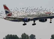 Burung Pemangsa Serang British Airways, Rusaknya Parah