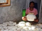 Temukan Muntahan Paus, Nelayan Ini Mendadak Kaya Raya