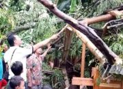 Hujan Angin di Kediri, Pohon Tumbang dan Kabel Listrik Terputus