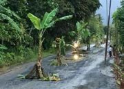 Warga Dusun Silirbaru Tanam Pisang di Bahu Jalan