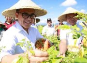 Ini Rahasia Petani Cabai di Banyuwangi Bisa Untung Besar