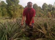 Petani di Ngancar Kediri Berhasil Mengembangkan Nanas Madu Jenis Smooth Cayenne di Daerahnya