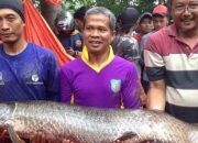 Heboh, Warga Sidoarjo Tangkap Ikan Arapaima Gigas Asal Amerika Selatan