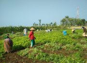 Kemarau, Petani Tuban Panen Raya Kacang Tanah