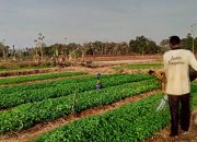 Surga Cabai Tuban, itu Desa Gaji
