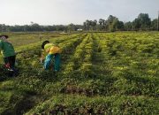 Petani Mengeluh, Harga Cabai Tak Stabil