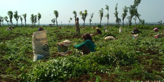 kacang tanah tuban