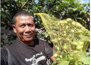 Petani Madiun, Memulai Budidayakan Satu Pohon Kelengkeng, Dengan Lima Varietas