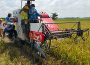 P4S Gading Sejahtera Latih Petani Operasikan Alat Mesin Panen Padi