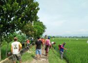 Selain COVID-19, Petani Di Tulungagung Hadapi Wabah Hama Tikus