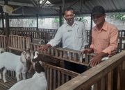 Harapkan Pemerintah, Untuk Mengembangkan Kambing Boerja