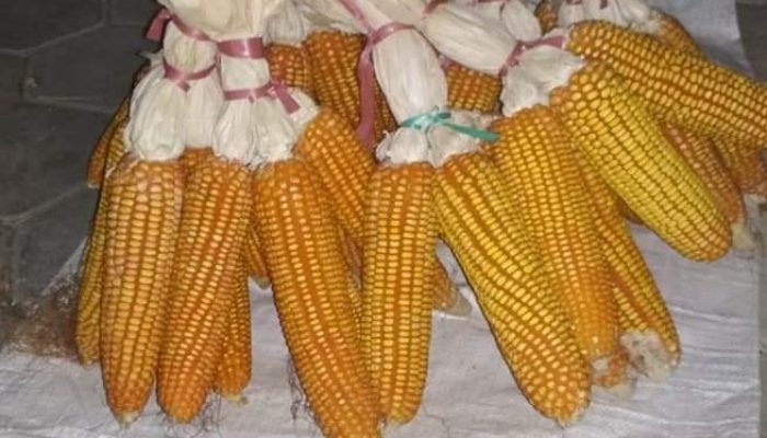 Jagung MSP, Swasembada Benih, Pupuk Mandiri dan Hasil Optimal