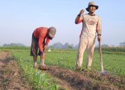 MSP Blitar Raya Optimis Di Lahan 100 Ru Hasilkan Minimal 7 Kwintal Jagung