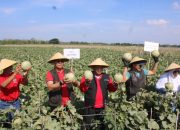 Panen Raya Melon Ds. Demangan, Plt. Bupati: Petani Berupaya Perkuat Ketahanan Pangan