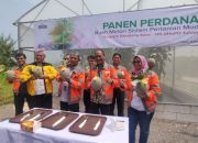 Berhasil Terapkan Sistem Pertanian Modern Dalam Greenhouse, SIG GHoPO Tuban Panen Buah Melon