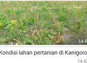 Kemarau Panjang, Petani Kanigoro Blitar Menunda Menanam Padi