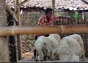 Pengusaha Muda Bantu Mbah Loso dengan Kandang Kambing Baru