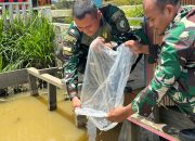 Wujud Integrated Farming Satgas Yonif 509 Kostrad Tanam Sayur dan Tebar Benih Ikan Lele Untuk Masyarakat Papua