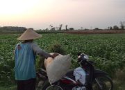 Fenomena Tumbuk, Sinyal Labuh Memasuki Pancaroba Musim Hujan