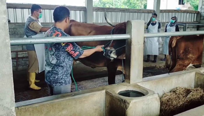 Penyebaran PMK di Nganjuk Melonjak, Peternak Dihimbau Waspada