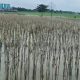 Petani Nganjuk Mengeluh, Sawah Tergenang Akibat Pembangunan Pabrik Baru