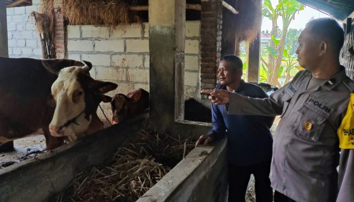 Bhabinkamtibmas Nglawak Pantau Kandang Sapi, Dukung Ketahanan Pangan Keluarga