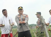 Kapolres Nganjuk Turun ke Lapangan Tinjau Panen Raya Tomat dalam Program Ketahanan Pangan