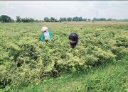 Puluhan Hektar Tanaman Cabai di Nganjuk Gagal Panen Akibat Terendam Banjir
