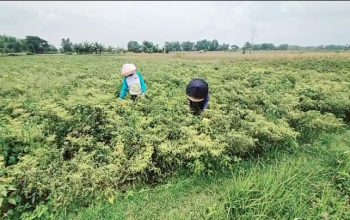 Puluhan Hektar Tanaman Cabai di Nganjuk Gagal Panen Akibat Terendam Banjir
