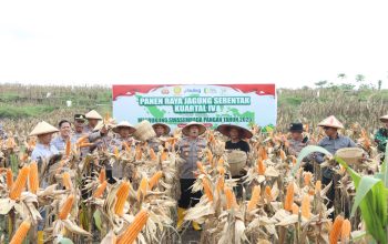 Panen Raya Jagung di Rejoso, Polres Nganjuk Perkuat Sinergi untuk Ketahanan Pangan