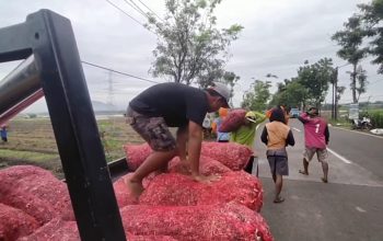 Antisipasi Banjir, Petani Bawang Merah di Nganjuk Panen Lebih Awal