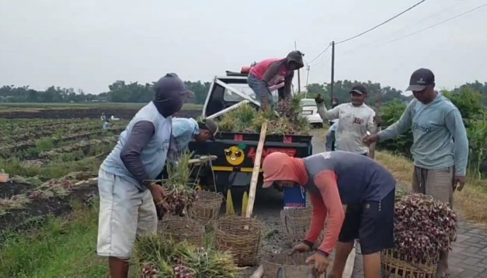 Intensitas Hujan Tinggi dan Banjir di Nganjuk Berpotensi Menurunkan Hasil Panen Bawang Merah