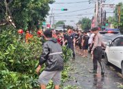 Gerak Cepat Polisi Bersama BPBD dan Warga Evakuasi Pohon Tumbang Di Wilayah Kota Kediri 