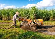 Pemkab Nganjuk Genjot Produktivitas Tebu Lewat Program Bongkar Ratoon