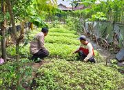 Bhabinkamtibmas dan Babinsa Wilangan Dampingi Warga Budidaya Sawi untuk Ketahanan Pangan